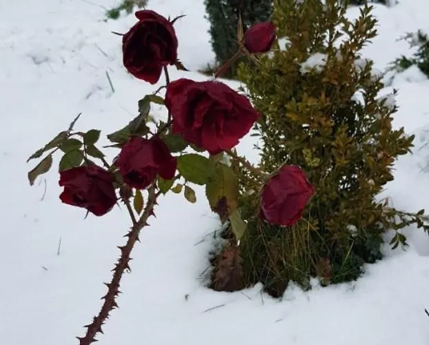 Ranch Diamond Sarajevo * Vogosca